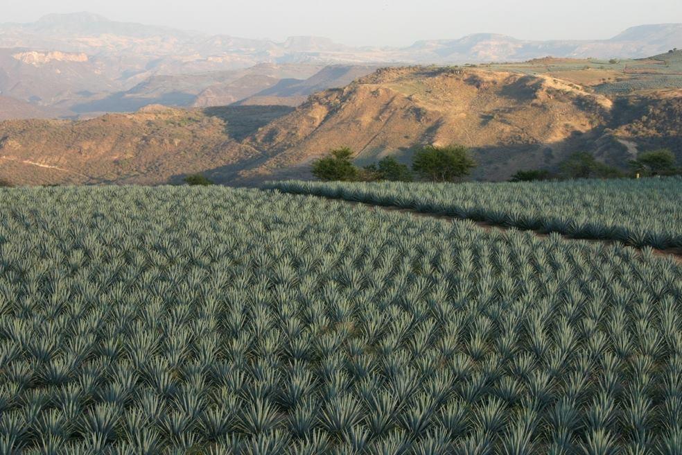 Será la agroindustria tequilera 

modelo mundial de sustentabilidad en el año 2030
