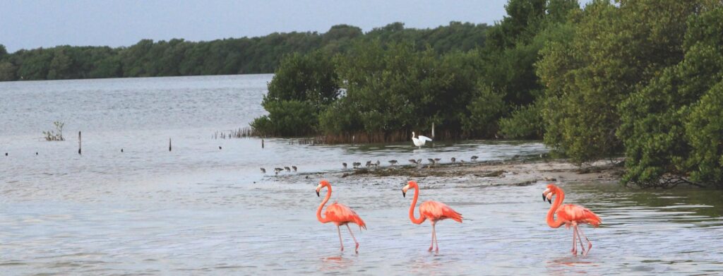 Asociación de Hoteles y Restaurantes de Holbox regala viaje todo pagado para 2 personas 