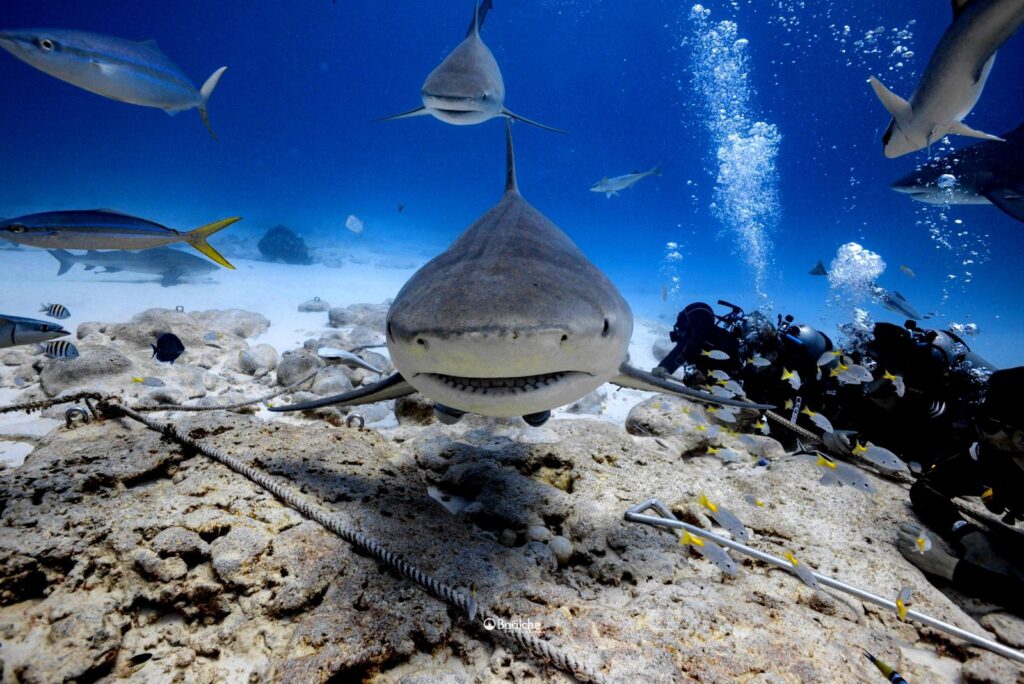 Protección de la fauna marina, especialmente los tiburones, es una responsabilidad compartida: Mara Lezama
