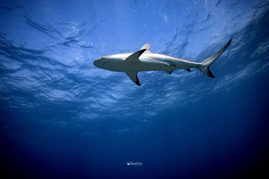 Protección de la fauna marina, especialmente los tiburones, es una responsabilidad compartida: Mara Lezama