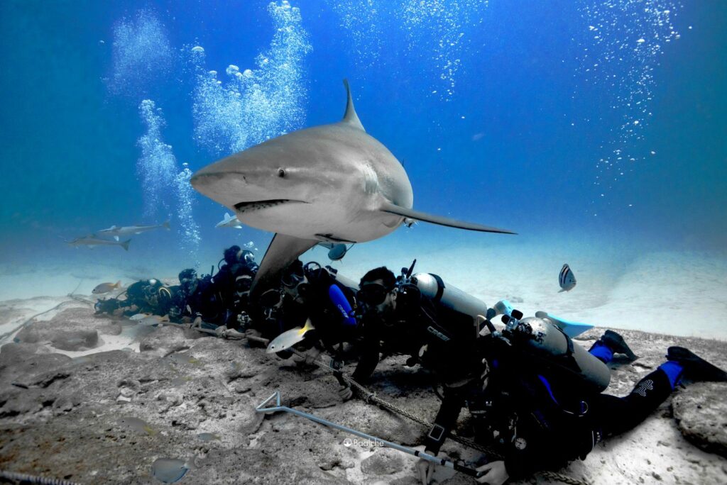 Protección de la fauna marina, especialmente los tiburones, es una responsabilidad compartida: Mara Lezama