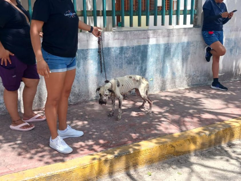 Gobierno de Mary Hernández coadyuva en atención a reporte de presunto maltrato animal