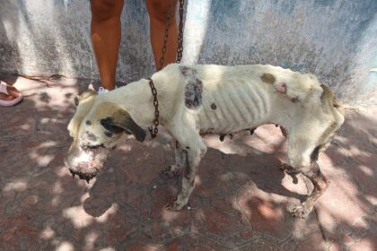 Gobierno de Mary Hernández coadyuva en atención a reporte de presunto maltrato animal