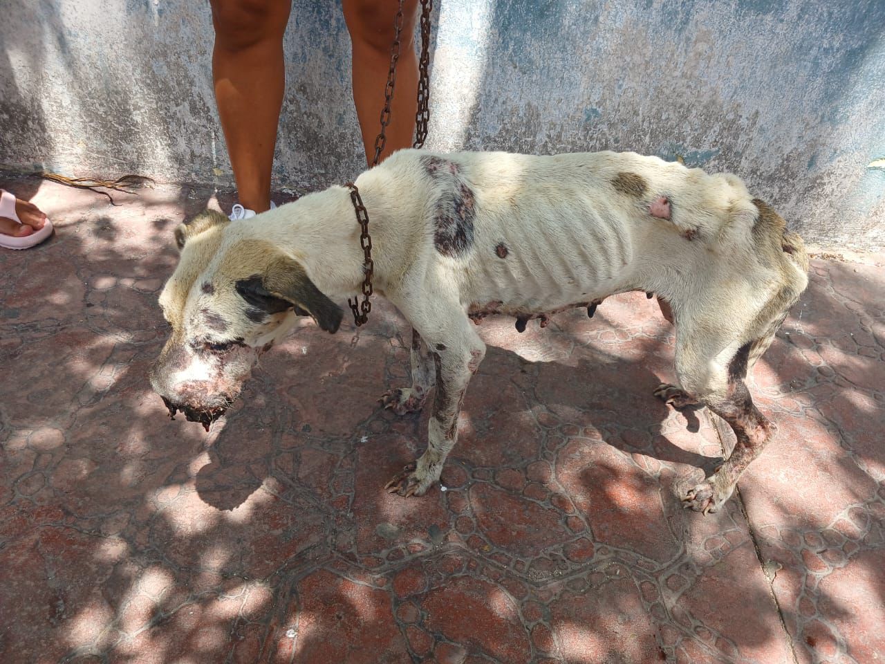 Gobierno de Mary Hernández coadyuva en atención a reporte de presunto maltrato animal