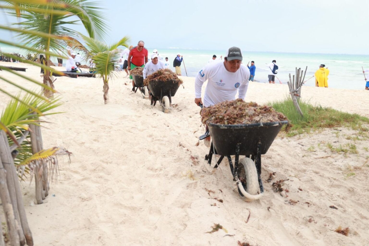 Gobierno Municipal atiende oportunamente recale atípico de sargazo en Playa Norte