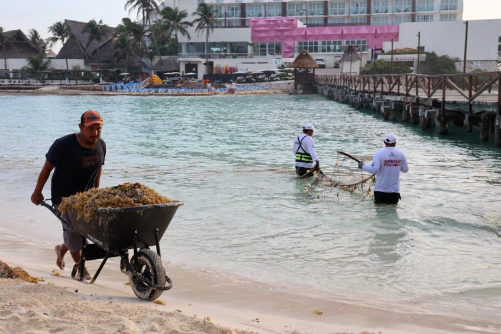 Gobierno de Isla Mujeres atiende oportunamente el arribo de sargazo