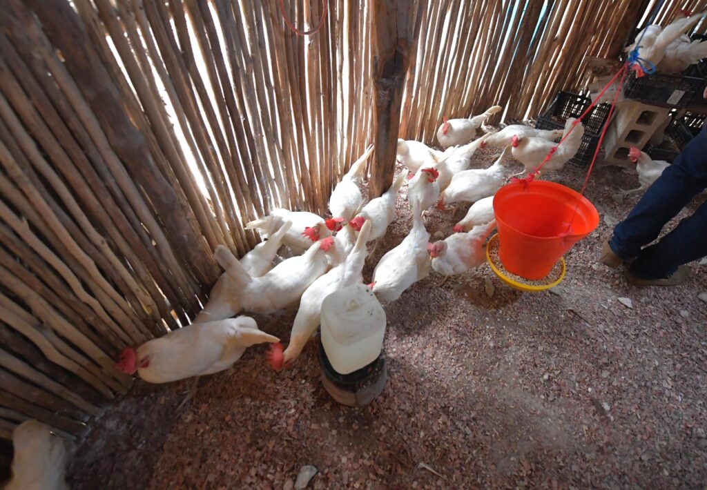 Con el respaldo de la Presidenta Municipal Mary Hernández, se fortalecen los proyectos comunitarios en la comunidad de Señor