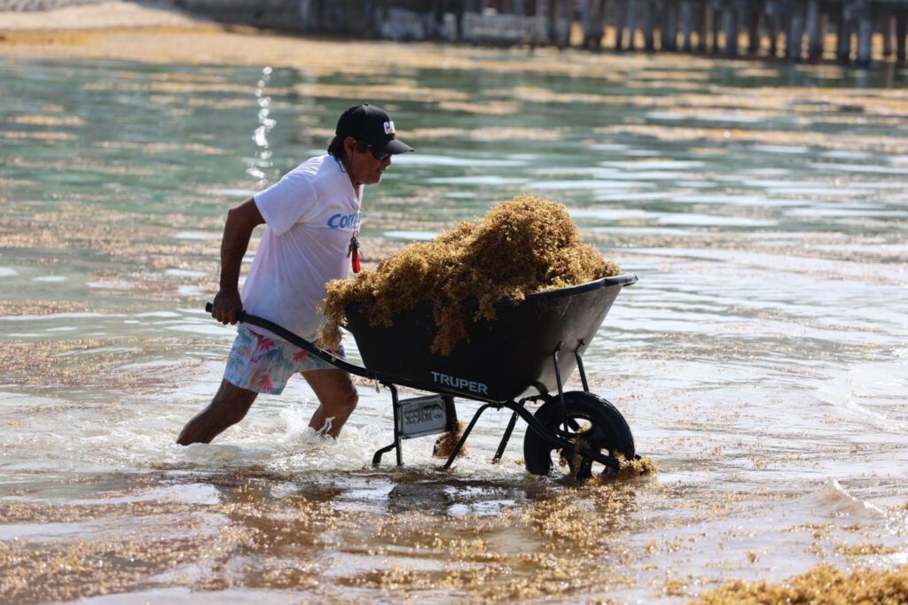Gobierno de Isla Mujeres atiende oportunamente recale atípico de sargazo en Playa Norte
