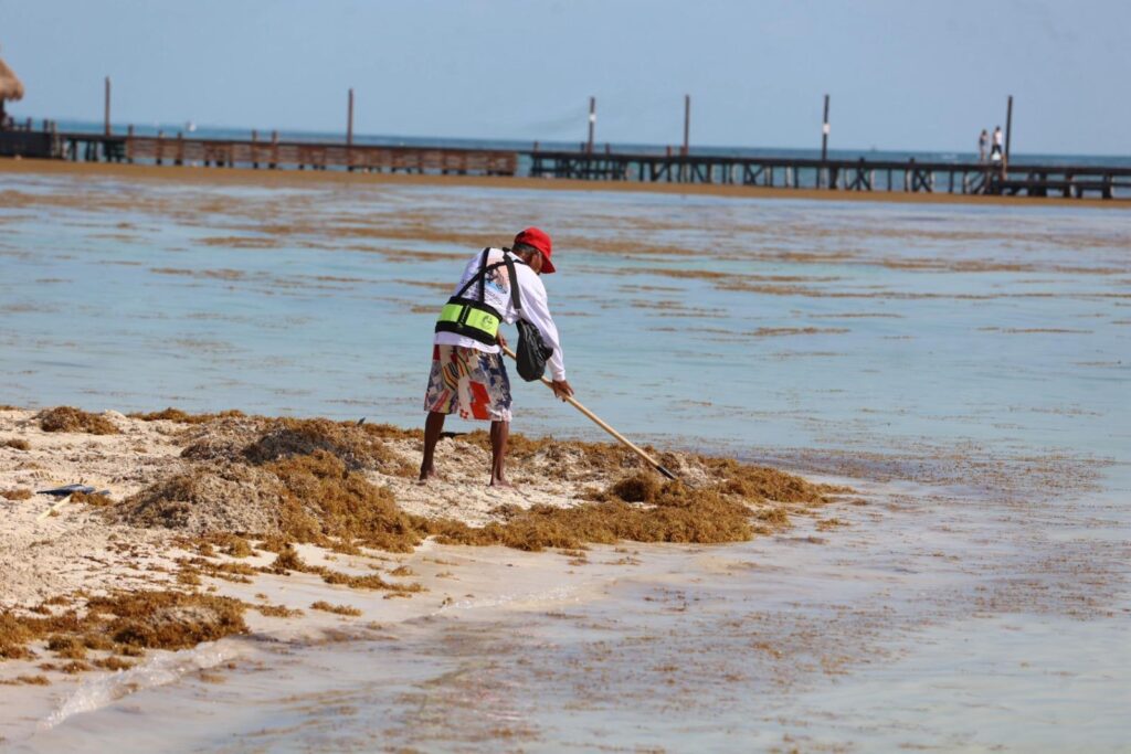 Gobierno de Isla Mujeres atiende oportunamente recale atípico de sargazo en Playa Norte