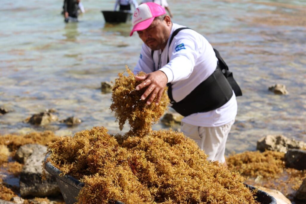 Gobierno de Isla Mujeres atiende oportunamente recale atípico de sargazo en Playa Norte