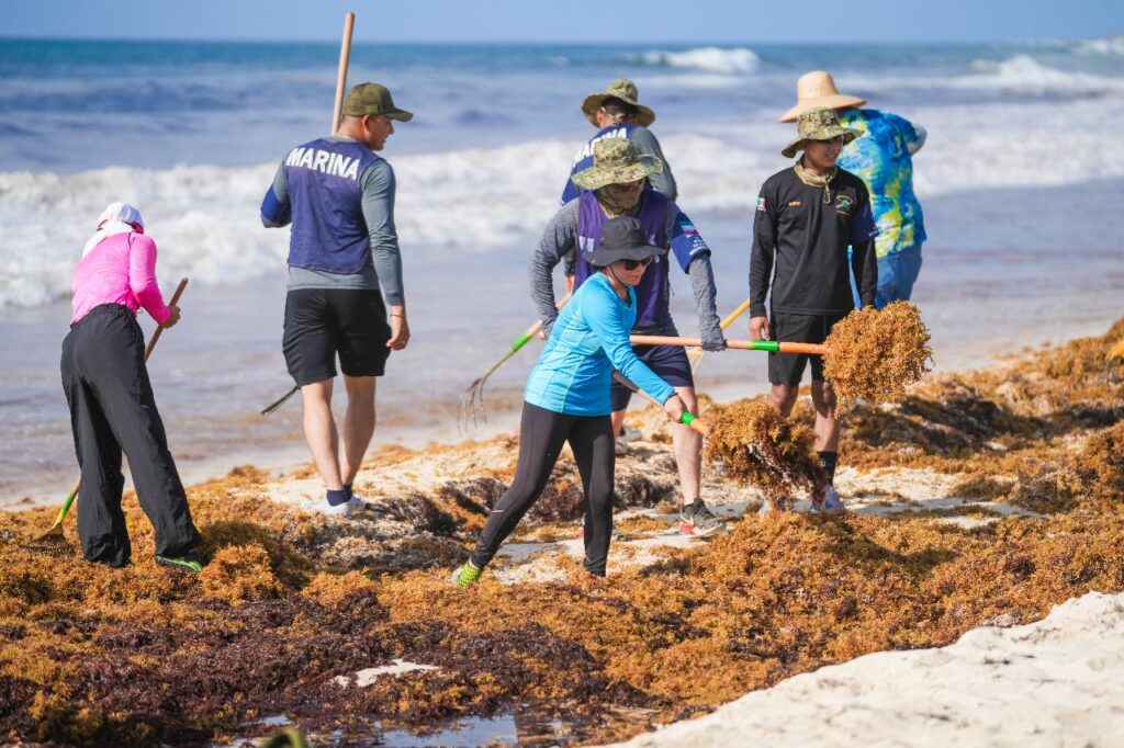 Rompe récord gobierno municipal en jornada de limpieza de sargazo 2025
