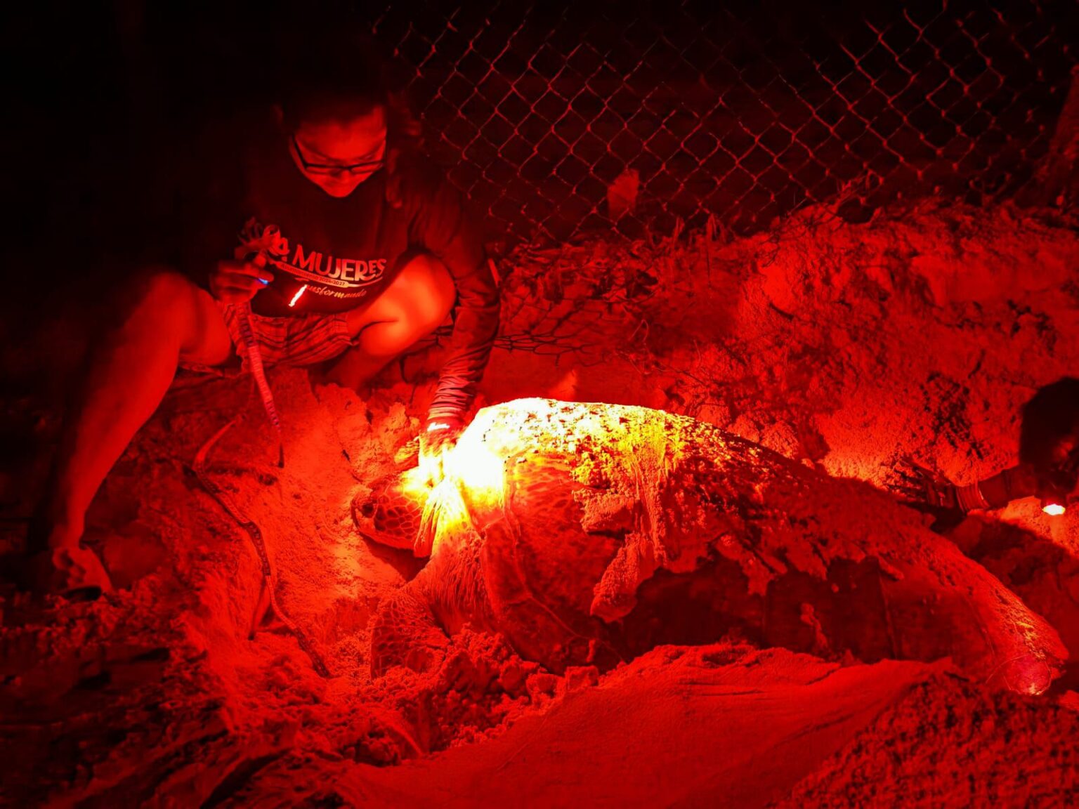 Nacen primeras tortuguitas marinas de la temporada 2025 en Isla Mujeres