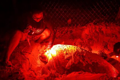 Nacen primeras tortuguitas marinas de la temporada 2025 en Isla Mujeres