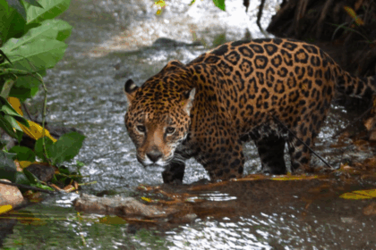 El jaguar aumenta su población en México