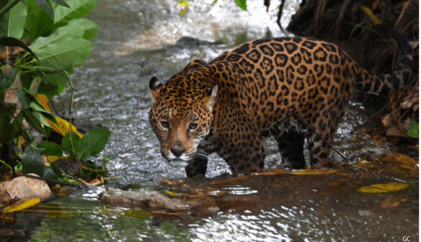 El jaguar aumenta su población en México