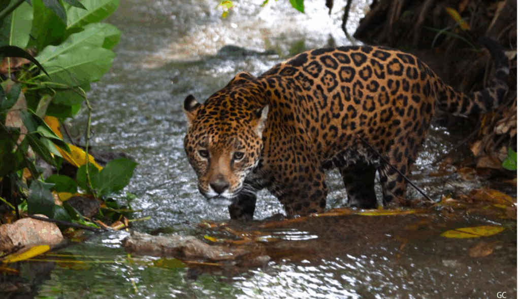 El jaguar aumenta su población en México