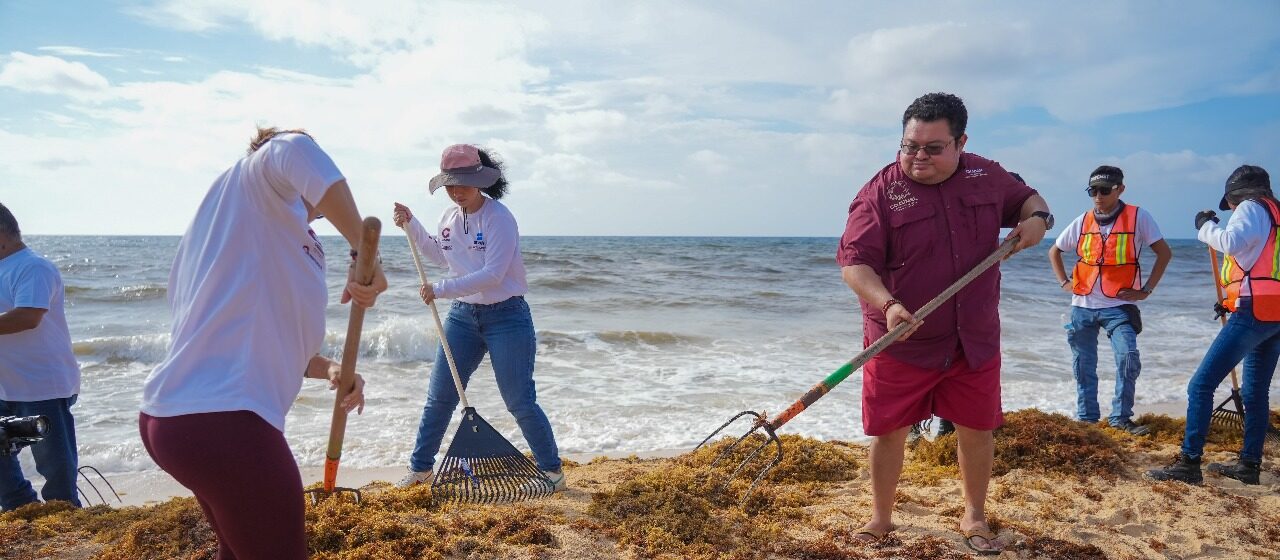 Gobierno de Cozumel recolecta 55 toneladas de sargazo en la 3ª Jornada masiva de limpieza 2025