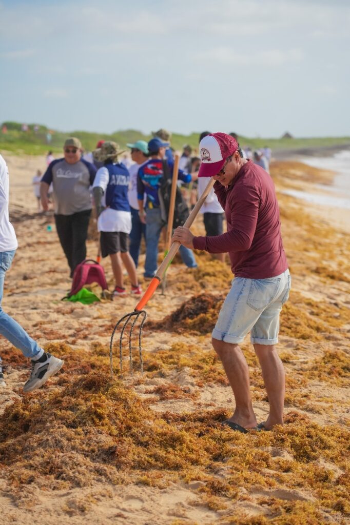 Gobierno de Cozumel recolecta 55 toneladas de sargazo en la 3ª Jornada masiva de limpieza 2025