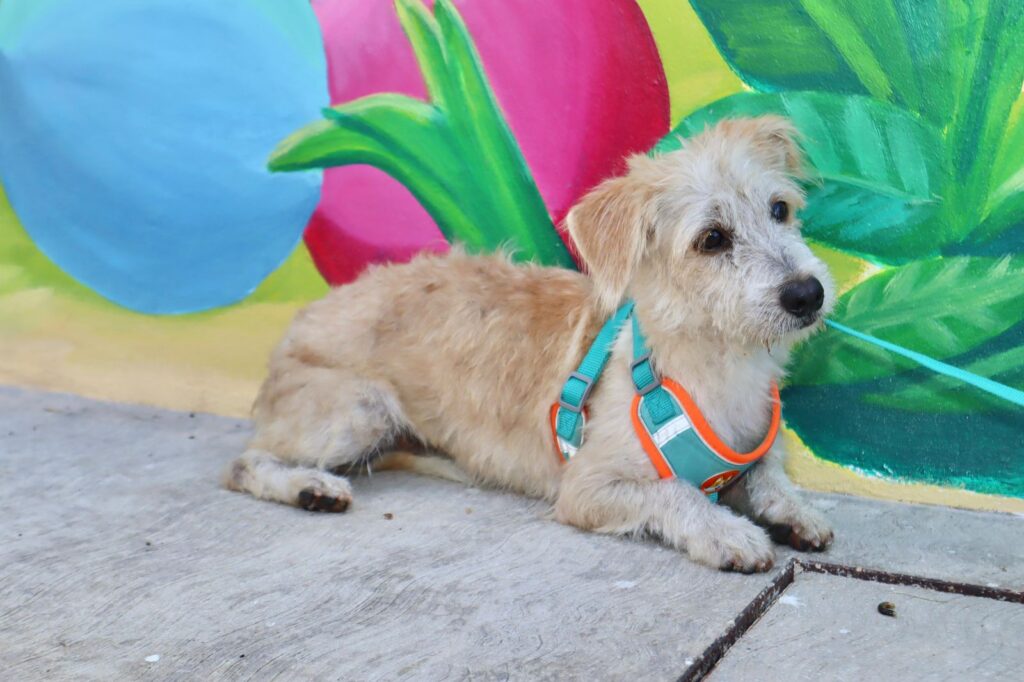 Gobierno de Isla Mujeres impulsa campaña de adopción de mascotas a través del nuevo Centro de Bienestar Animal