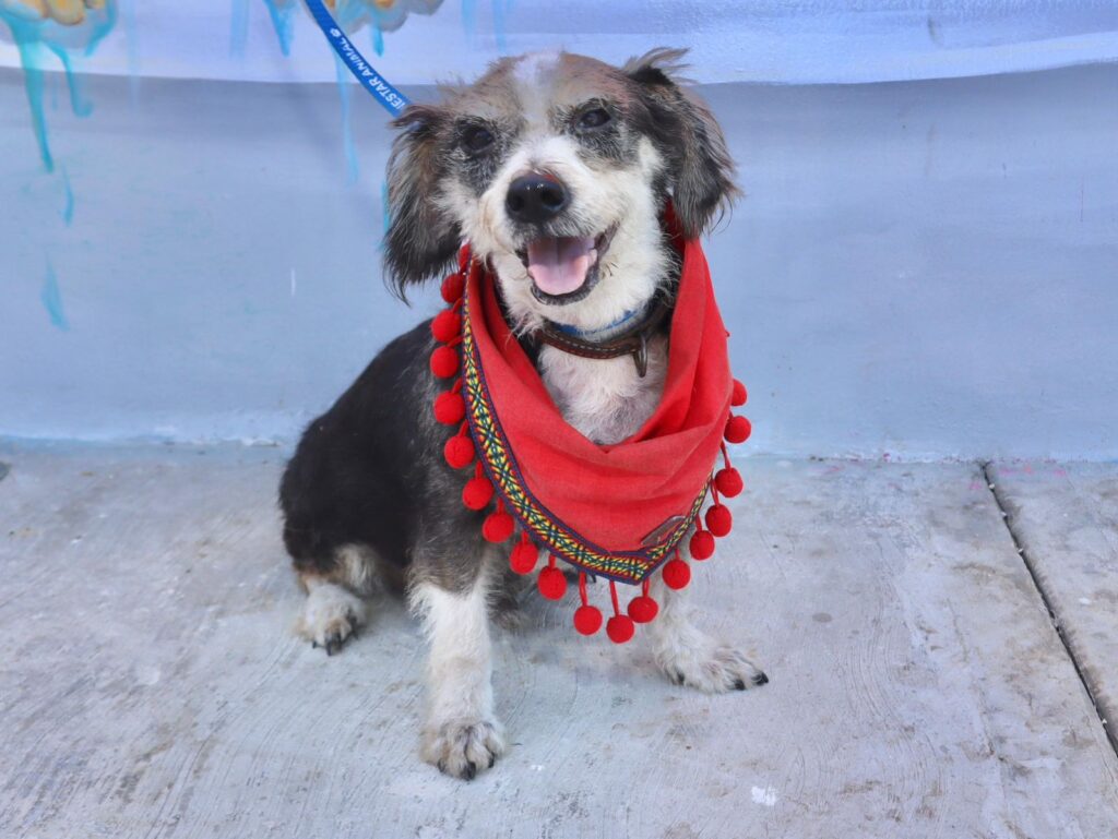 Gobierno de Isla Mujeres impulsa campaña de adopción de mascotas a través del nuevo Centro de Bienestar Animal